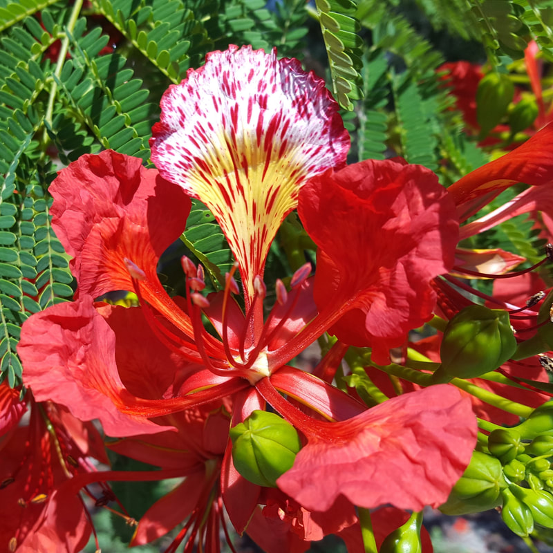 Horticulture Classes For The Professional Home